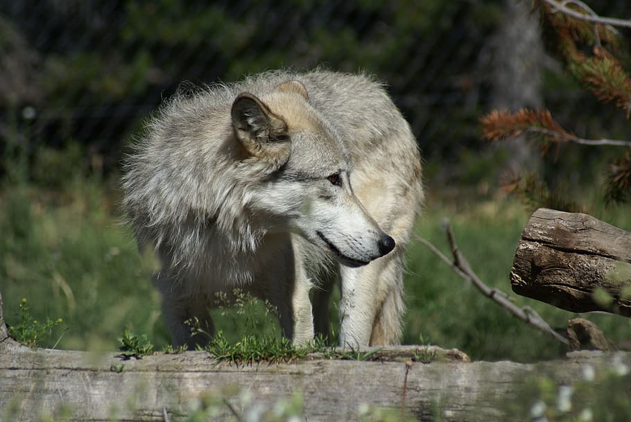 wolf, nature, animal, mammal, animal themes, animal wildlife HD wallpaper