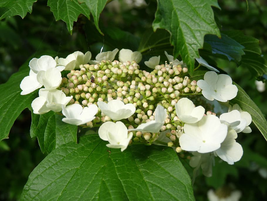 blossom, bloom, hydrangea, white, garden, flower, flowering plant HD wallpaper