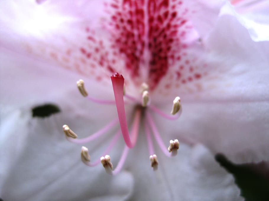 flower, white, plant, flowering plant, fragility, vulnerability HD wallpaper