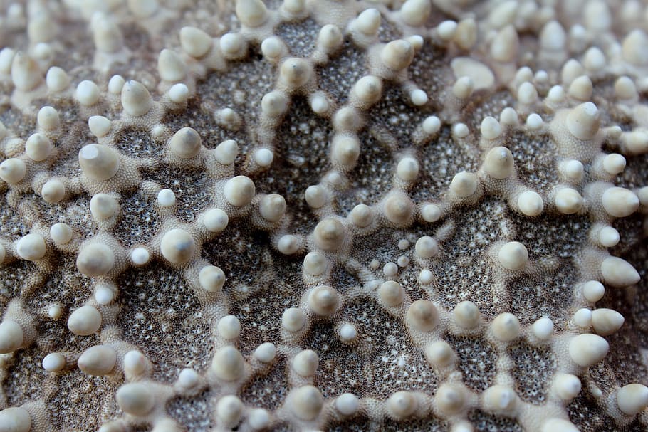 focused photo of coral, starfish, macro, close, ocean, sea HD wallpaper