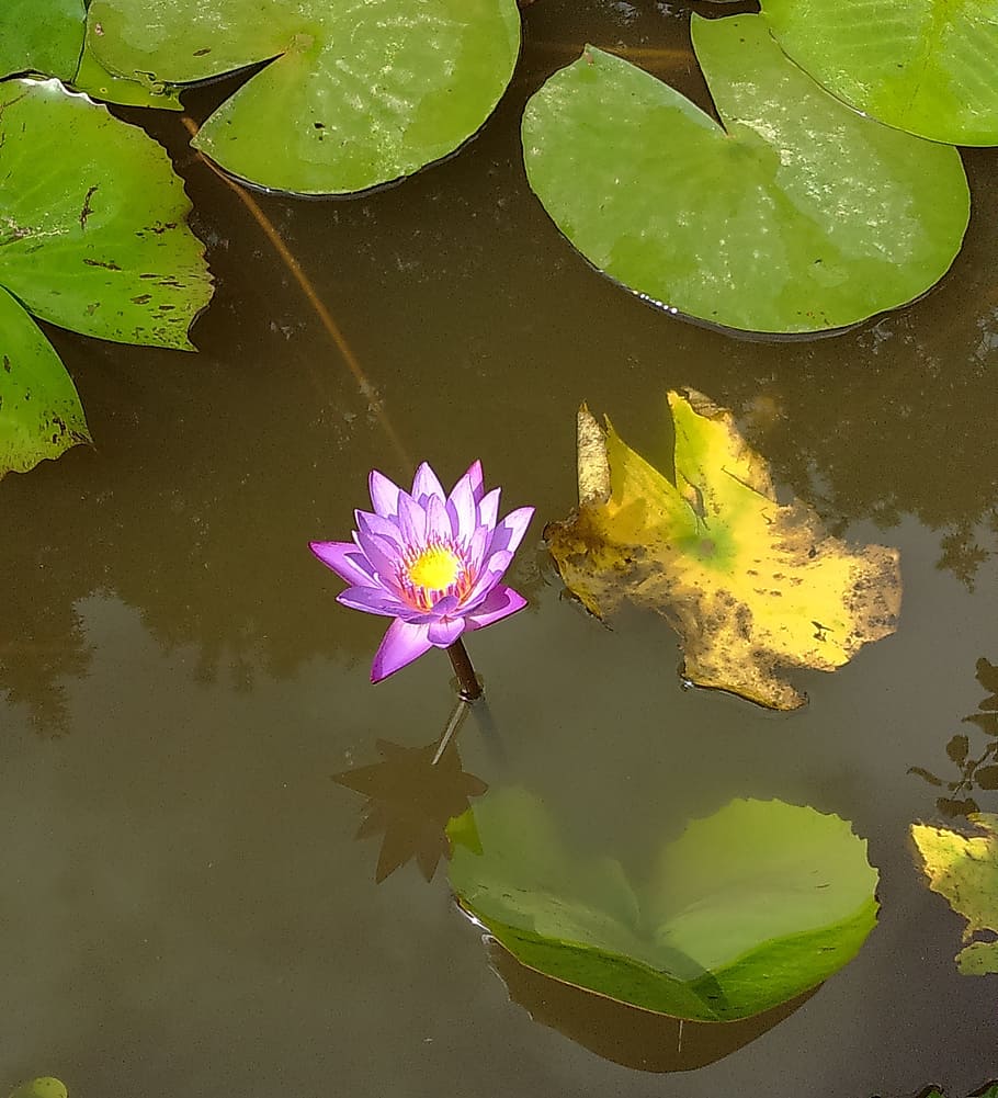 flower, purple, plant, nature, flora, garden, blooming, water