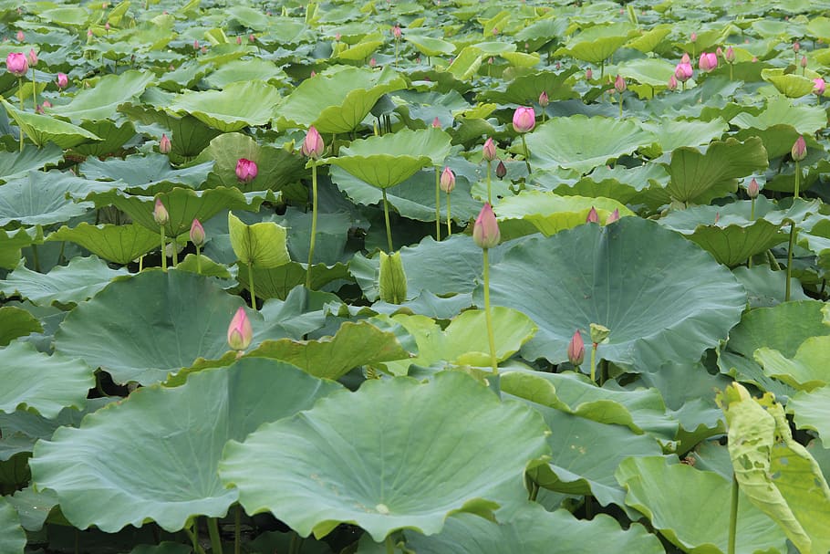 lotus, leaf, lake, pond, plant part, green color, growth, beauty in nature HD wallpaper