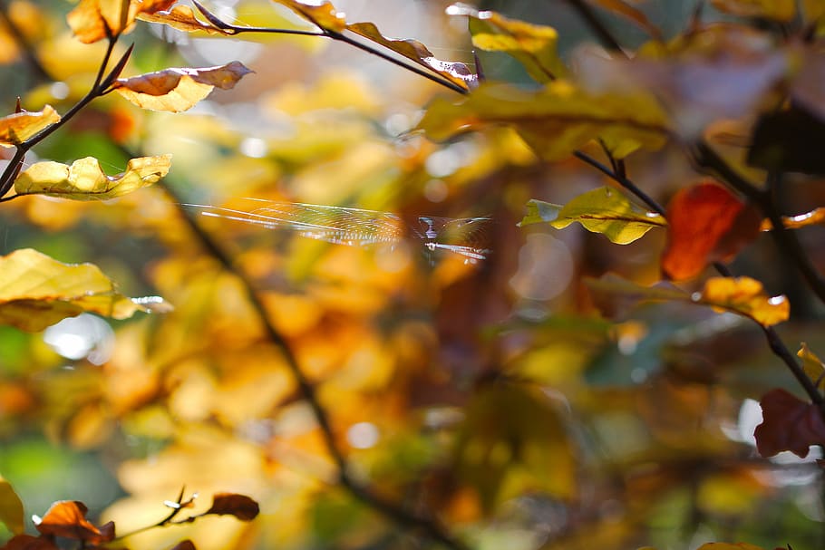 leaf, autumn, tree, nature, season, plant, growth, park, wood HD wallpaper