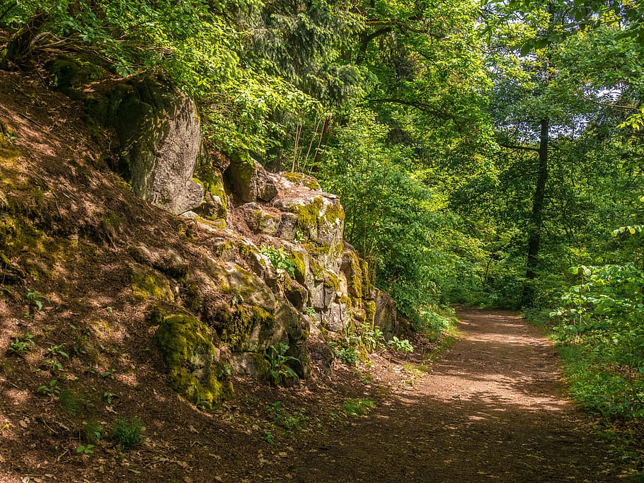 dirt road during daytime, forest, forest path, trees, hiking HD wallpaper