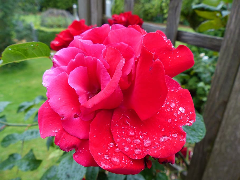 rose, red, moist, dew, drip, romantic, blossom, bloom, love HD wallpaper
