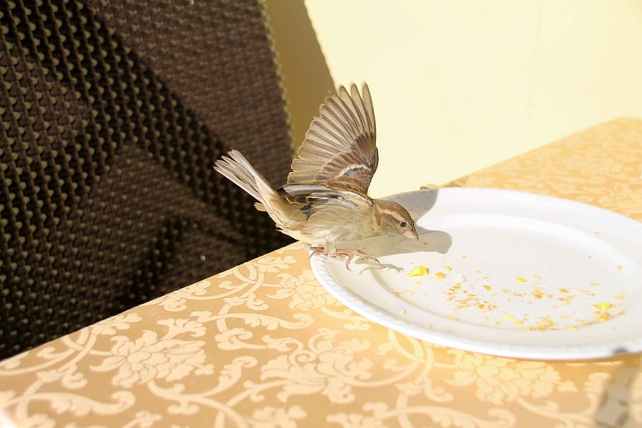 Cheeky, Sparrow, Breakfast, Garda, sparrows, birds, food, plumage HD wallpaper