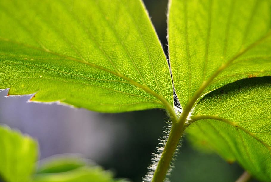 strawberry, leaf, structure, green, nature, healthy, fruits HD wallpaper