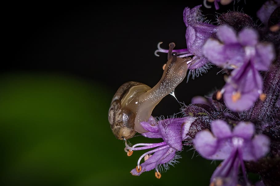snail, macro, housing, shell, close, nature, mollusk, animal HD wallpaper