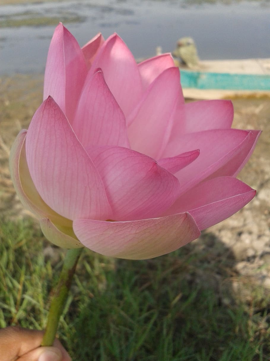 flower, nature, leaf, flora, summer, garden, plant, beauty in nature HD wallpaper