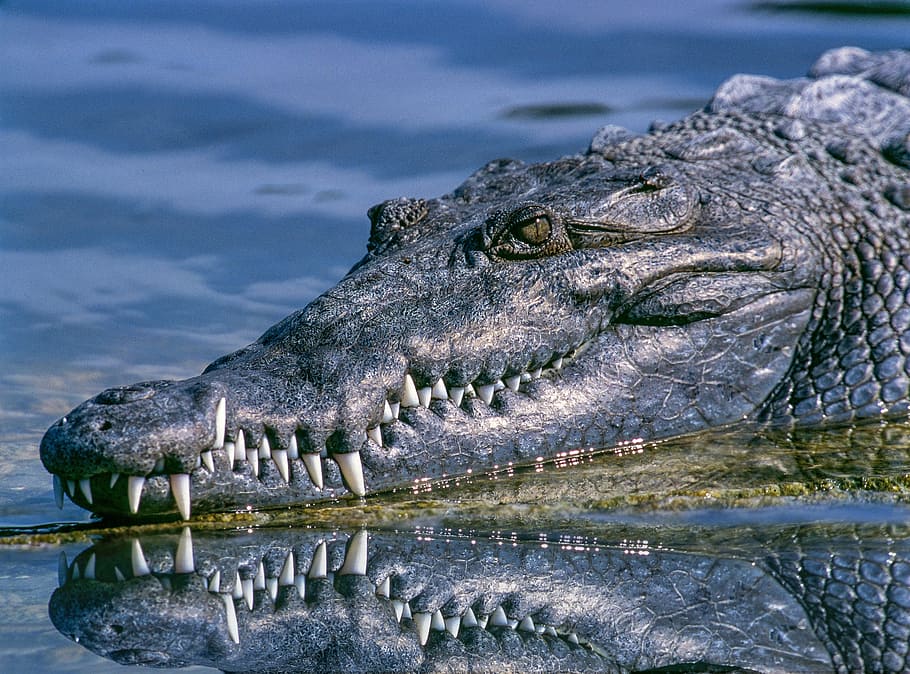 photo of black crocodile, alligator, animal, animal photography, HD wallpaper