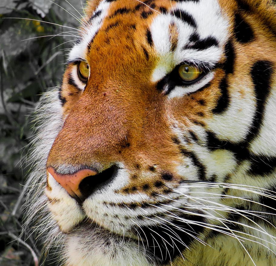 adult tiger, cat, head, close, eyes, dangerous, animal themes HD wallpaper