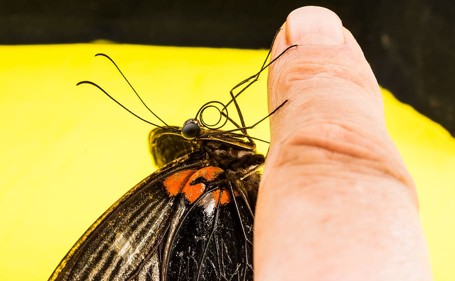 Butterfly, Insect, one animal, yellow, animal themes, animals in the wild HD wallpaper