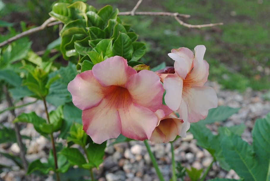 flower, wild, botany, flowering plant, beauty in nature, freshness HD wallpaper