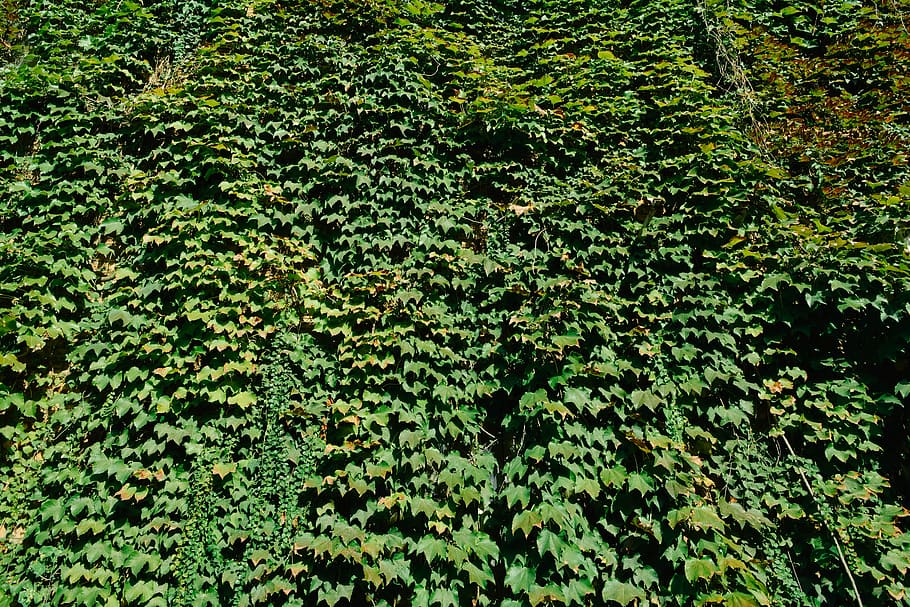 Ivy, Leaf, Vine, Wakk, green, green color, nature, lush foliage HD wallpaper