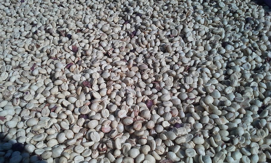Coffee Beans, Beverage, Roast, full frame, abundance, large group of objects HD wallpaper