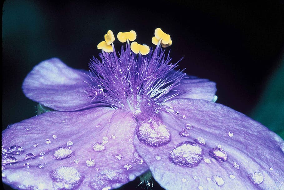 Flower, Dew, Petals, Macro, Close Up, blossom, bloom, drop HD wallpaper
