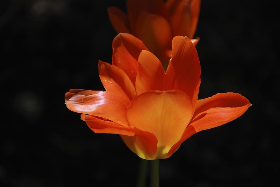 spring, tulip, orange blossom, flower, flowering plant, petal HD wallpaper
