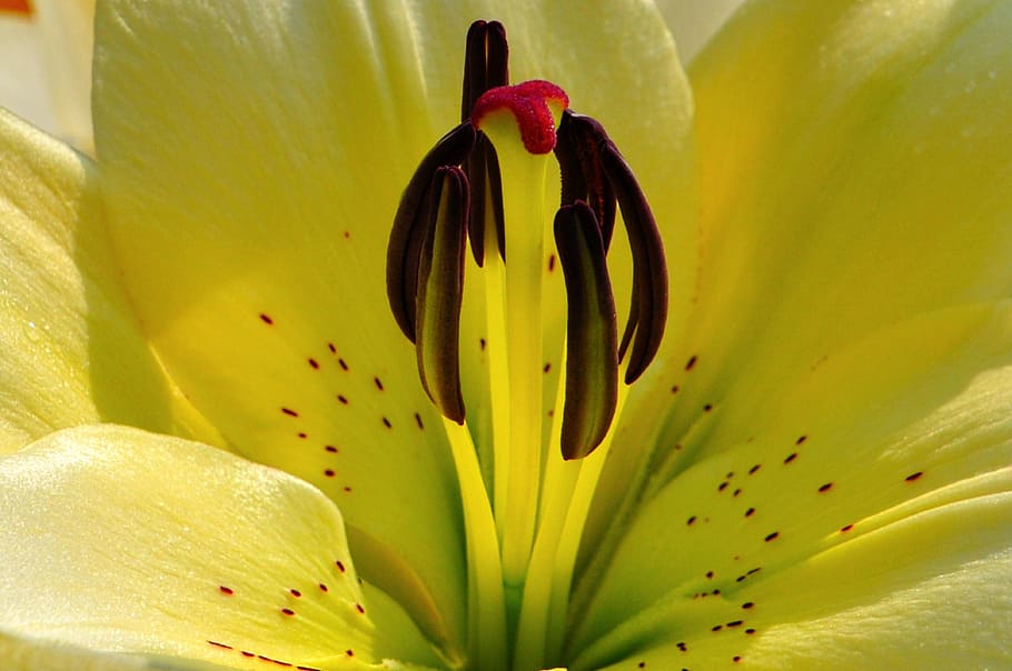 Summer, Flowers, Macro, yellow, freshness, backgrounds, petal HD wallpaper
