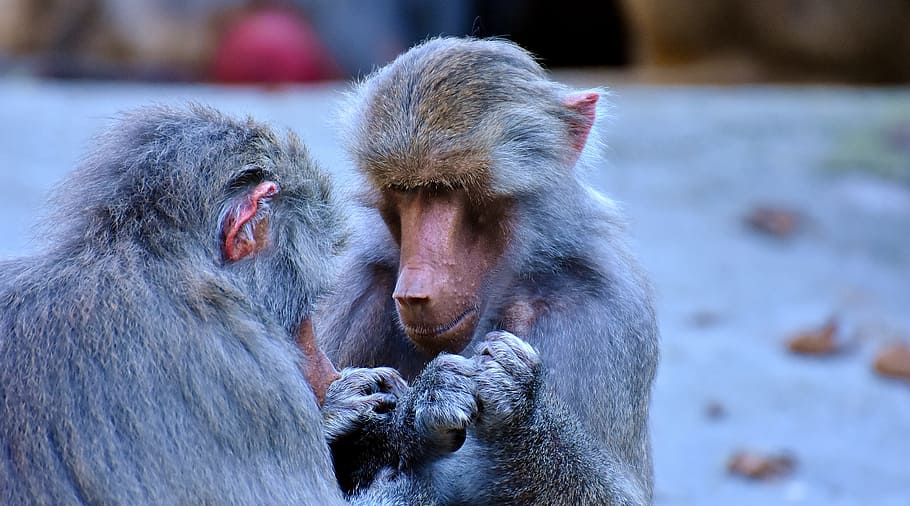 baboons, ape, nature, tiergarten, creature, animal world, tierpark hellabrunn HD wallpaper