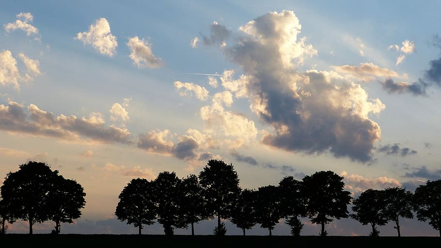 trees on grass field under blue sky, avenue, twilight, clouds HD wallpaper