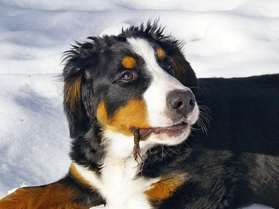 bernese mountain dog, canine, animal, pet, berner sennenhund, HD wallpaper