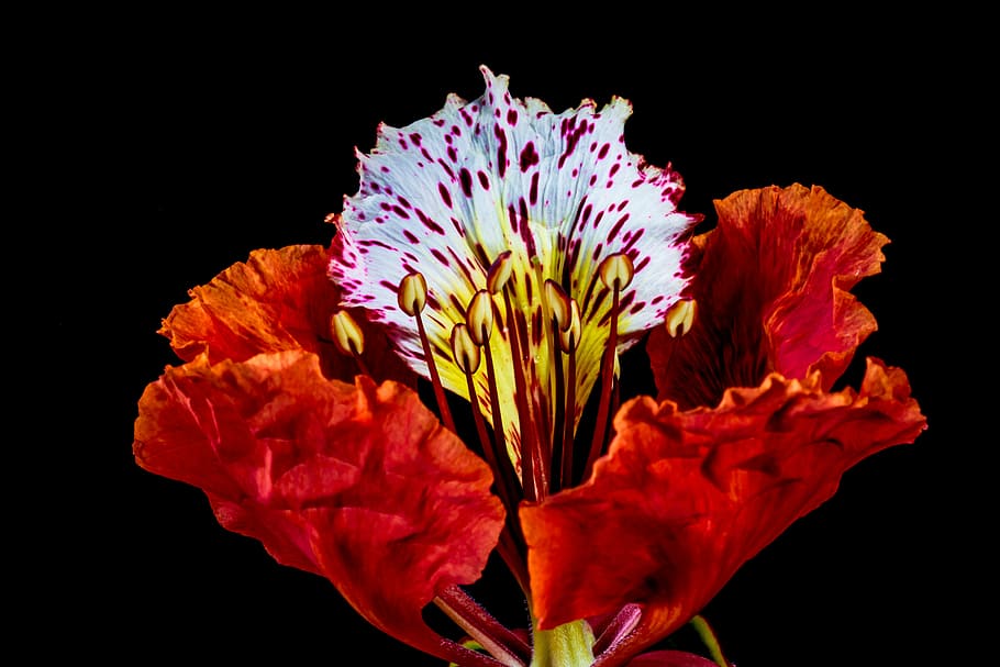 red hibiscus flower, blossom, bloom, nature, plant, petal, close-up HD wallpaper