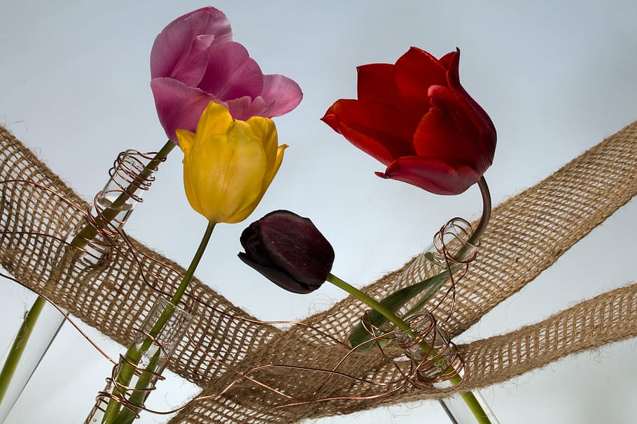 flowers, tulips, flora, spring, blossom, bloom, plant, flowering plant HD wallpaper