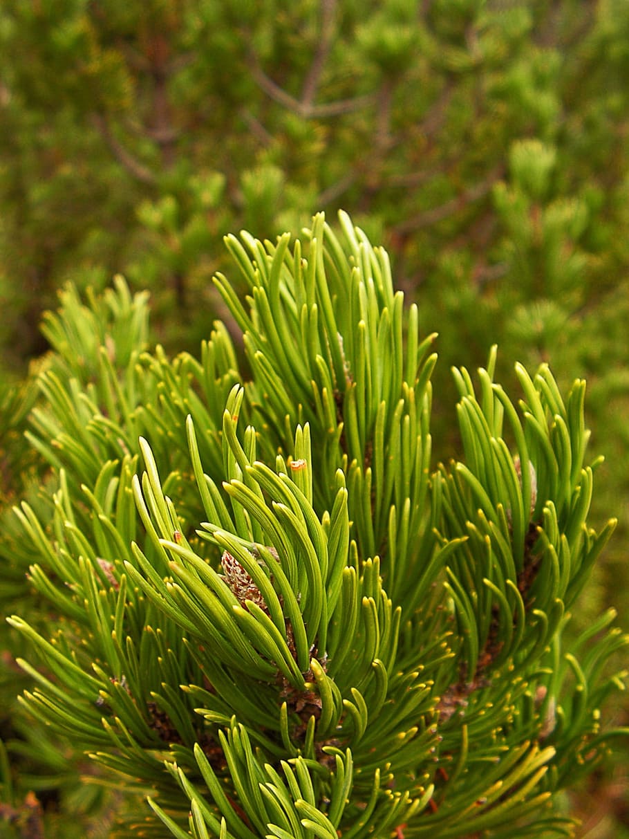 Pine, Needles, Branch, Tree, green, nature, green Color, close-up HD wallpaper