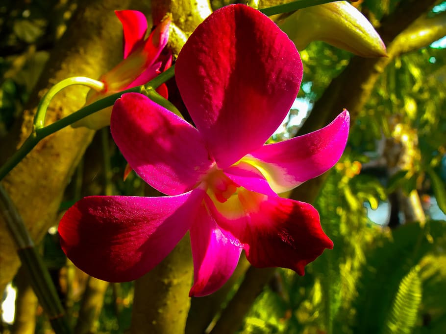 orchdee, blossom, bloom, flower, red, close, beauty in nature HD wallpaper