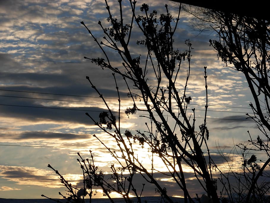 Tree, Winter, Scene, Clouds, trees, sky, outdoors, scenic, tranquil HD wallpaper