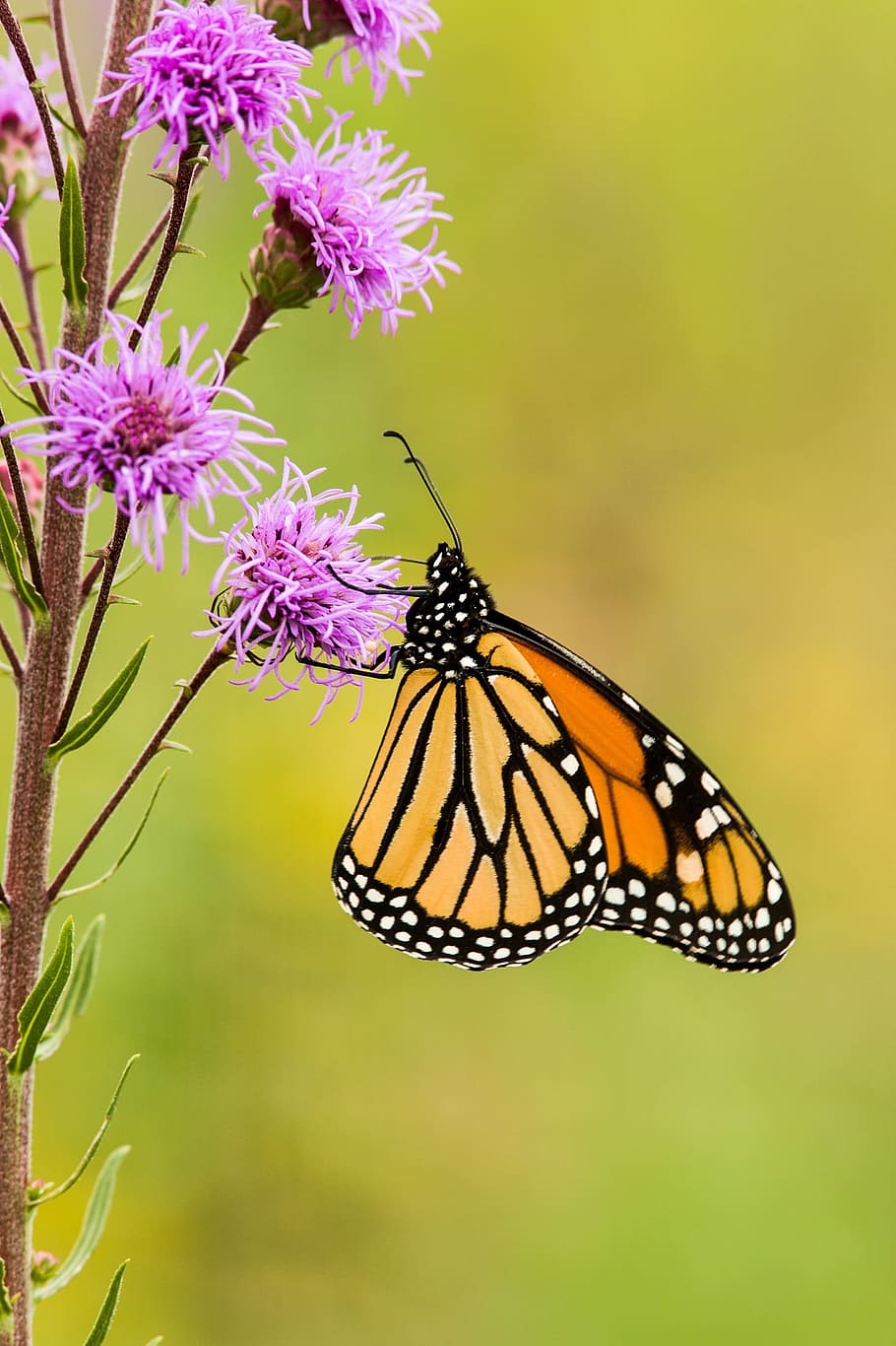 African Monarch butterfly perched on purple cluster flower in close-up photography during daytime