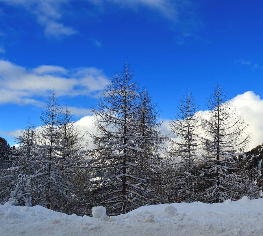 winter, snow, wintry, white, frozen, mood, snow landscape, winter forest HD wallpaper