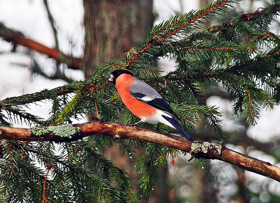 Bird, Bullfinch, Winter, Forest, red, tree, branch, animal wildlife