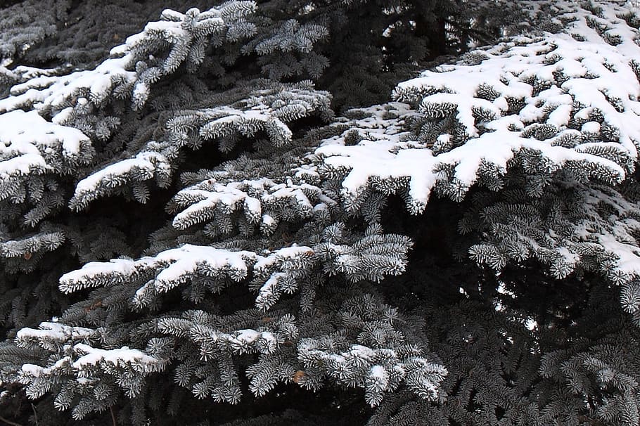 branch, tree, branches, snow, winter, covered, cold, snowflakes HD wallpaper