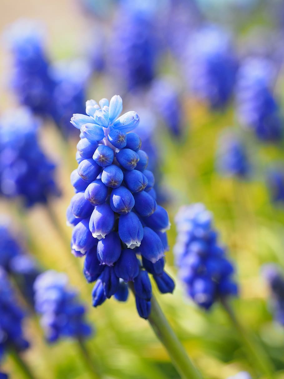muscari, flowers, blue, common grape hyacinth, ornamental plant, HD wallpaper