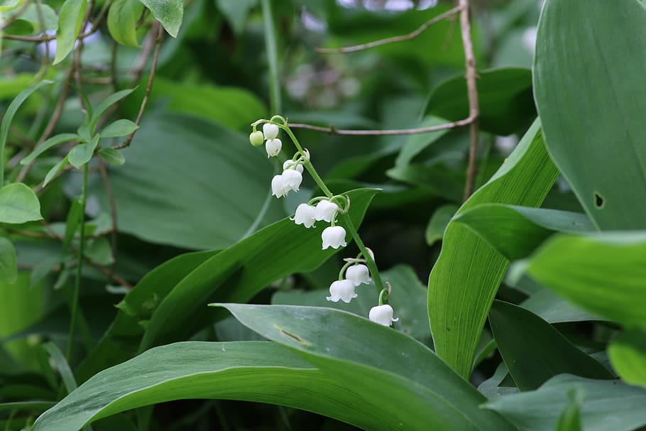 thrush, may 1, flower, bell, spring, sprig of lily of the valley, HD wallpaper