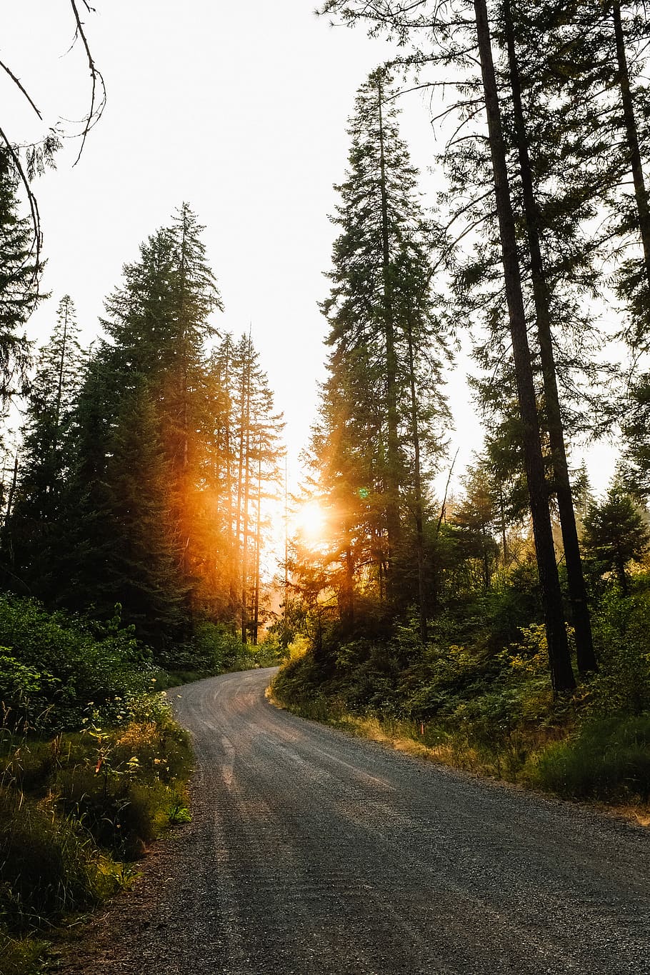 sunlight through trees, trees beside gray road, pine, forest, HD wallpaper