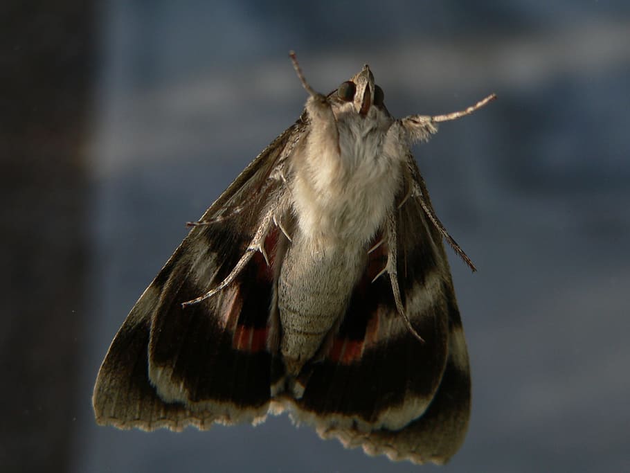 moth, lepidoptera, fauna, large, fur, one animal, animal wildlife HD wallpaper