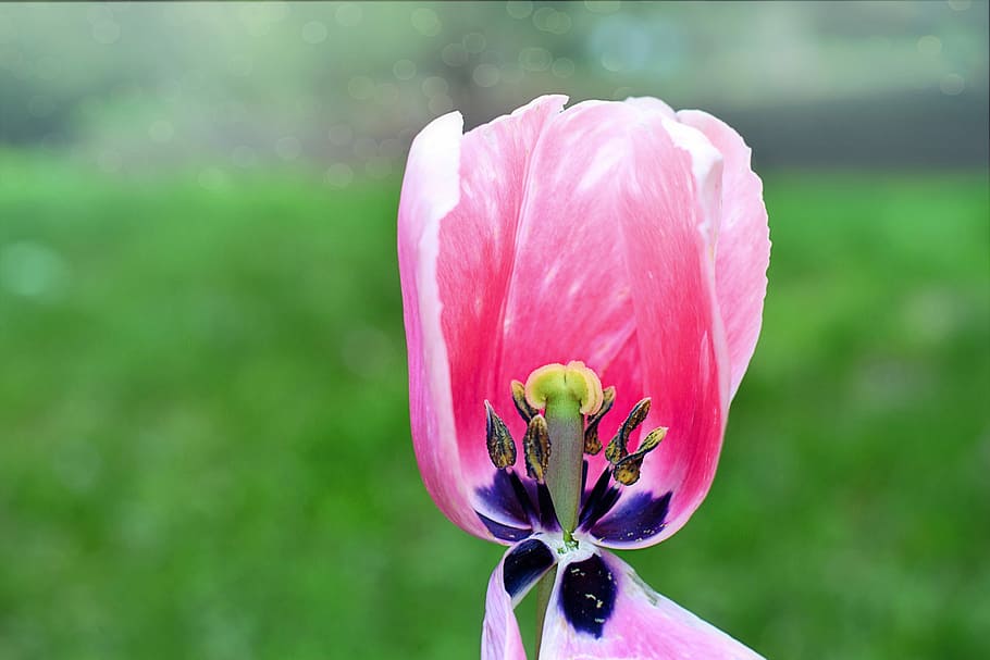tulip, center, pink, spring, bloom, blossom, nature, floral HD wallpaper
