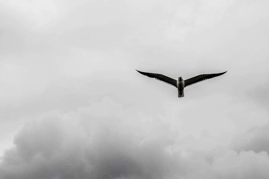 bird, cloud, himmel, flying, animal wildlife, animals in the wild HD wallpaper