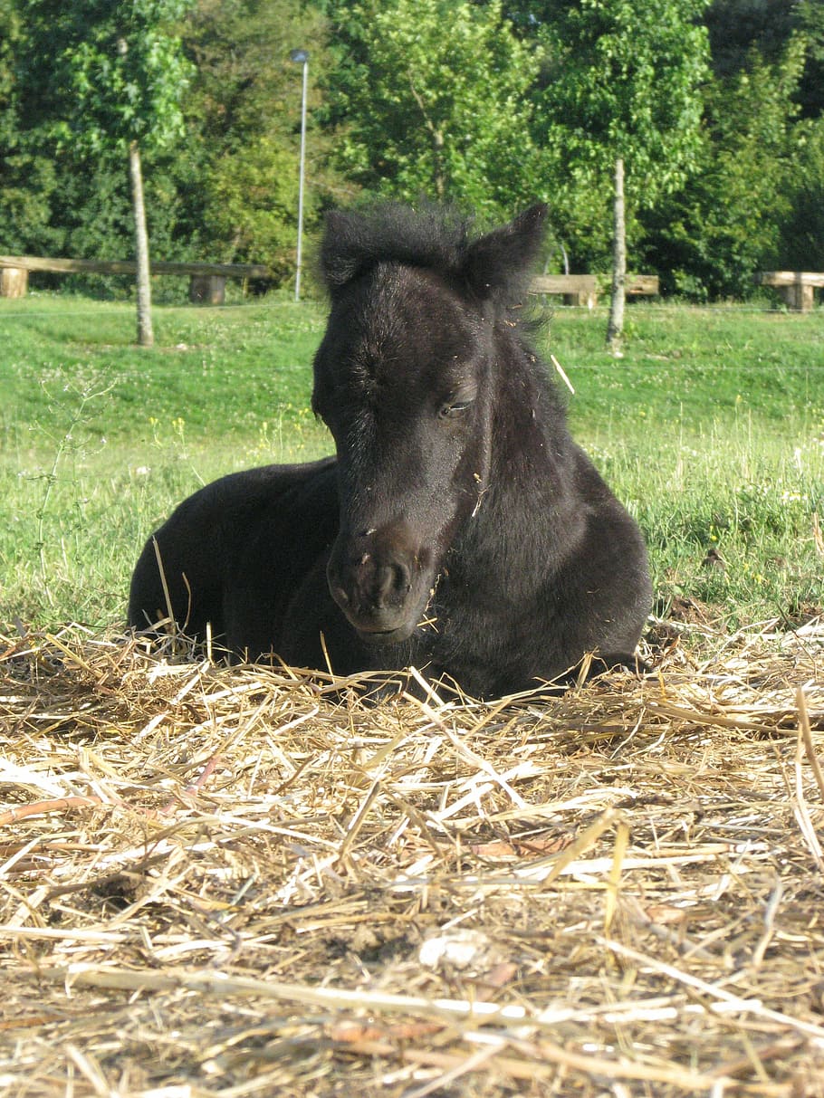 foal filly pony ponette