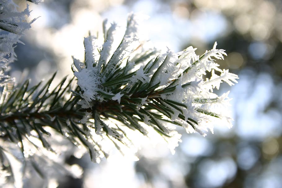 winter, frost, snow, barr, branch, solar, plant, cold temperature, HD wallpaper