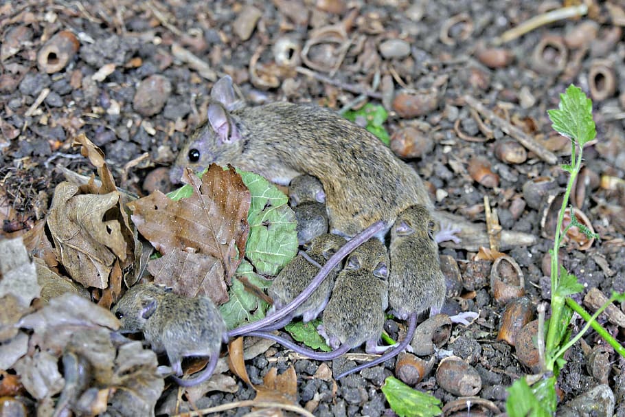 mouse young, upbringing, young mice, animal, animal themes HD wallpaper