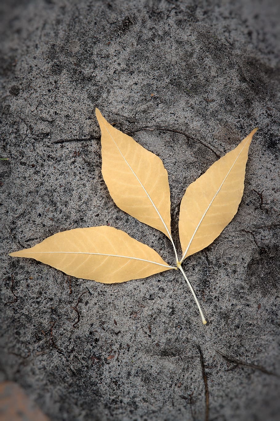 three leaves on surface, land, sheet, yellow, closeup, dry leaves HD wallpaper