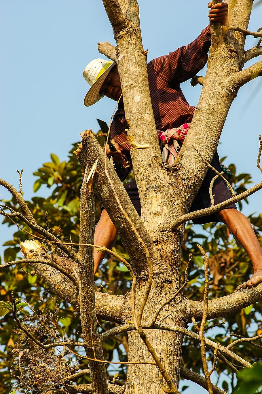 Man, Tree, Climb, Cases, Dangerous, Thai, wood, tribe, tree felling HD wallpaper