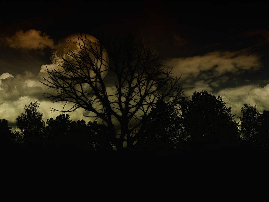 Landscape, Night, Dark, Tree, Kahl, aesthetic, branches, photoshop, HD wallpaper