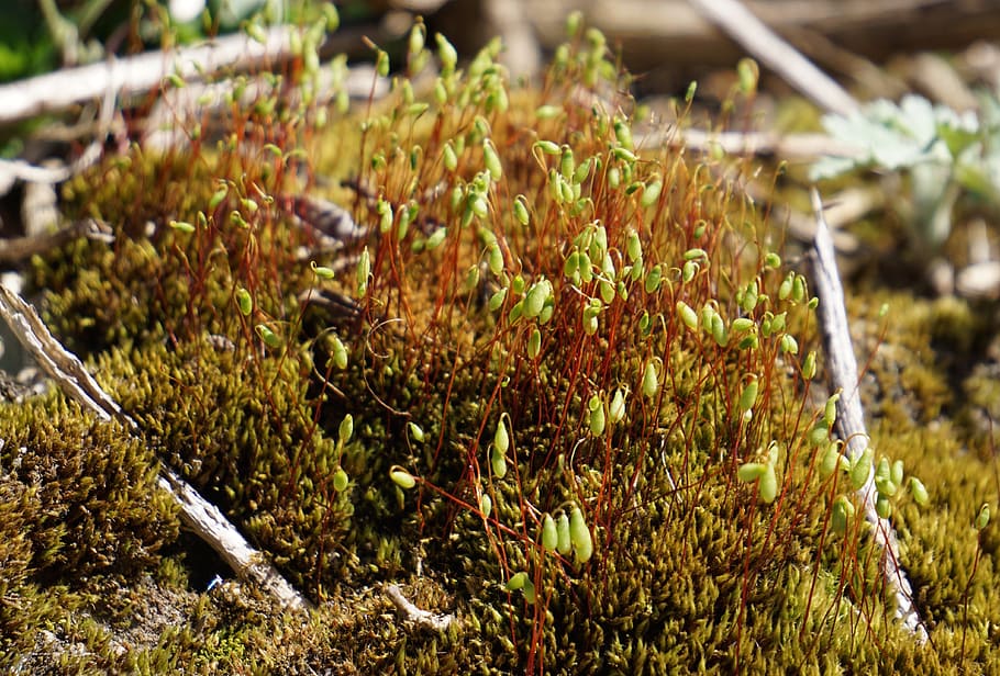 Moss, Leaves, Tufts, Forest, Nature, forest floor, moisture HD wallpaper
