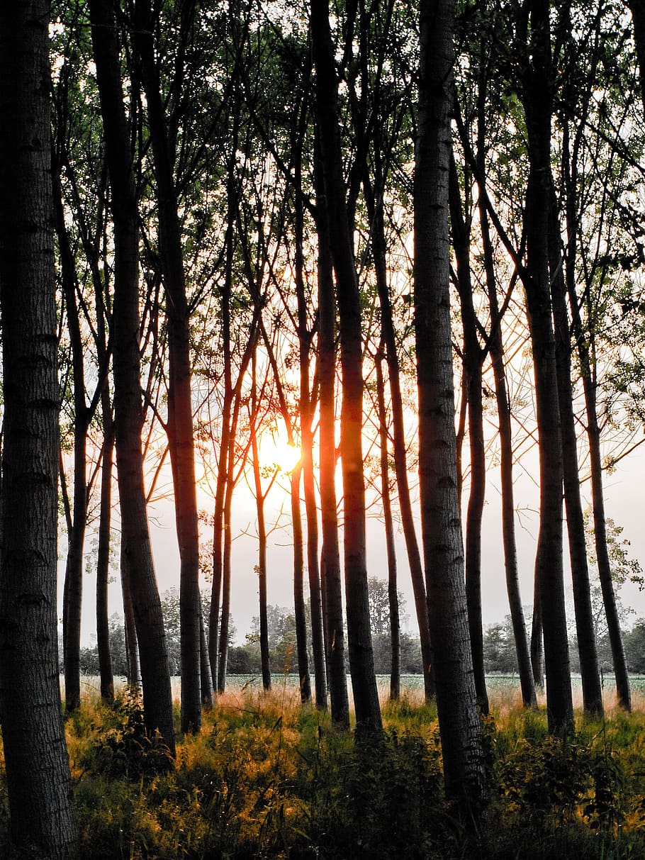 tree, forest, landscape, sun, light, plant, tranquility, beauty in nature HD wallpaper
