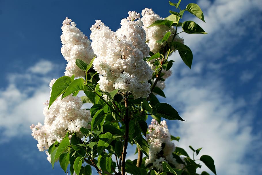acid, denmark, plant, flower, fragility, vulnerability, flowering plant HD wallpaper