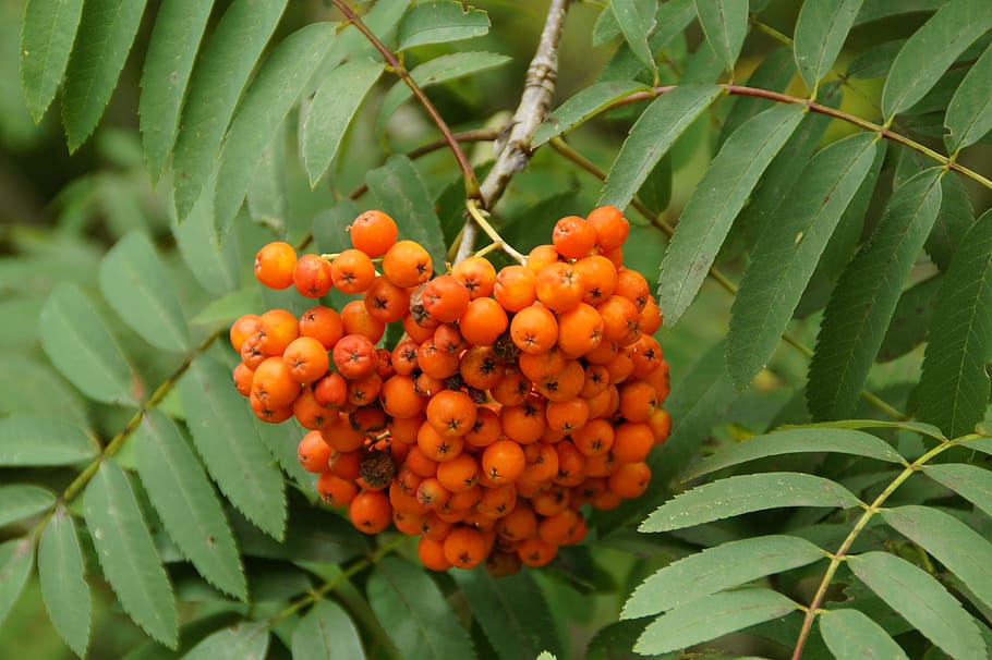 ash, mountain ash, rowan, berries, orange, summer, bright, leaves HD wallpaper